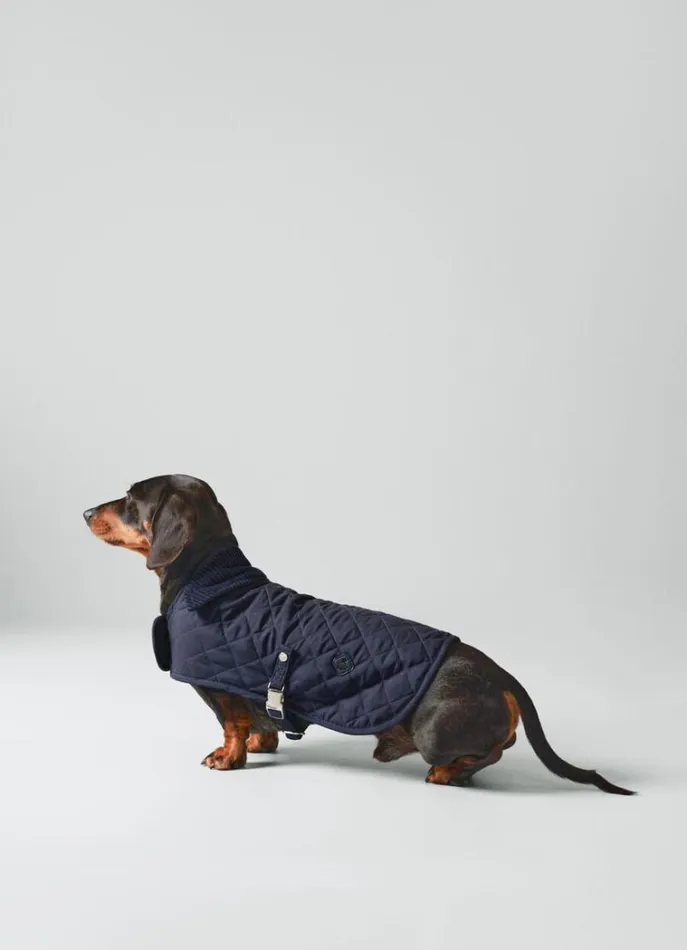 Men Hackett X Hugo and Hudson Hackett London Quilted Jacket For Dogs Small Navy