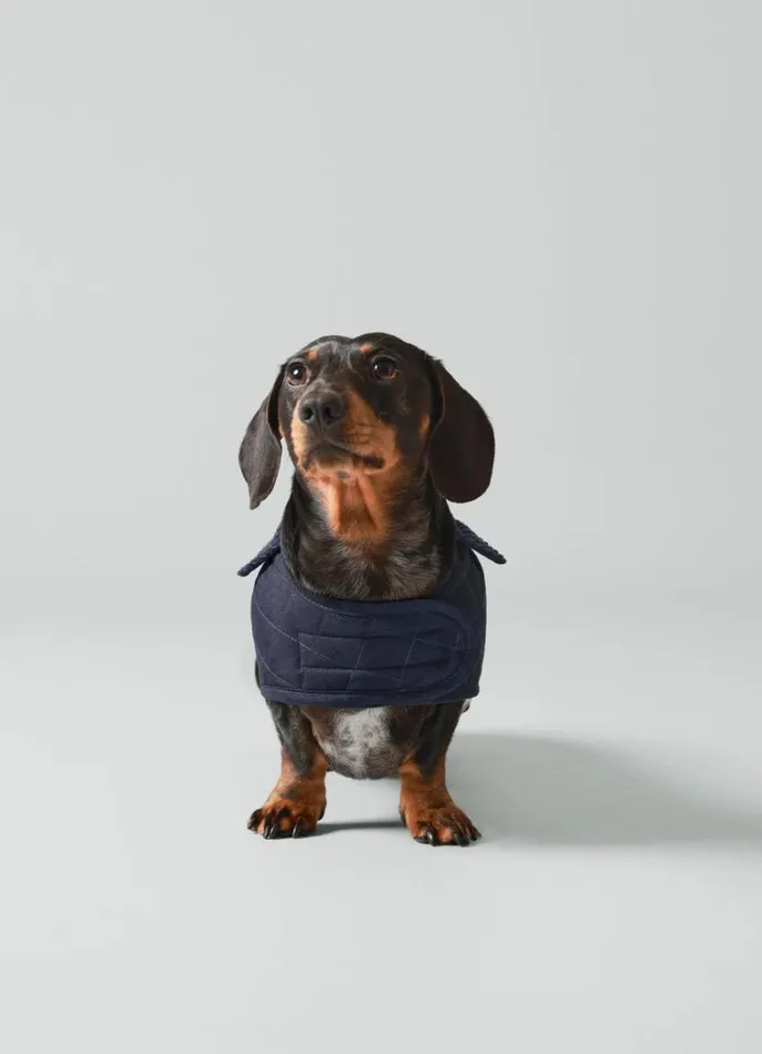 Men Hackett X Hugo and Hudson Hackett London Quilted Jacket For Dogs Small Navy