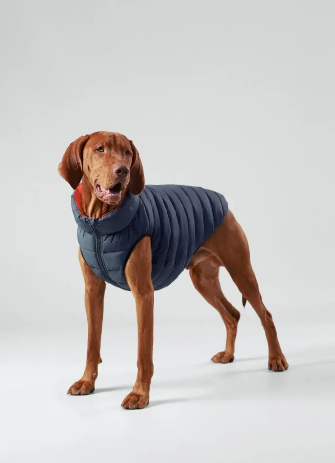 Men Hackett X Hugo and Hudson Hackett London Reversible Puffer Jacket For Dogs 8211 Large Winenavy