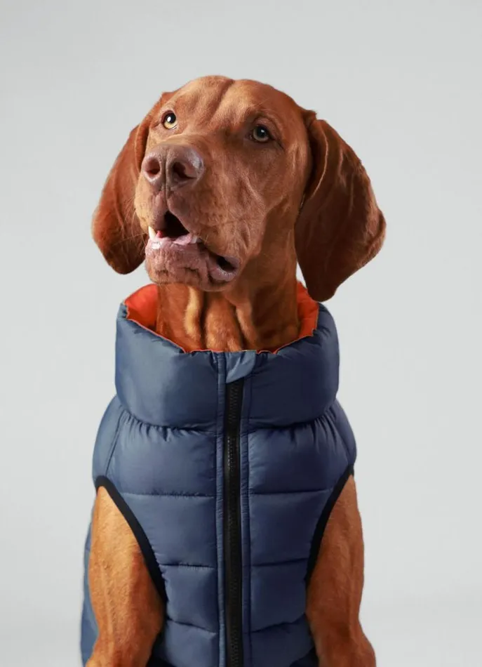Men Hackett X Hugo and Hudson Hackett London Reversible Puffer Jacket For Dogs 8211 Large Winenavy