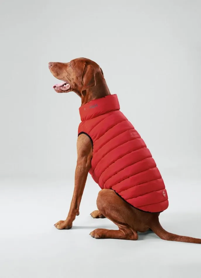 Men Hackett X Hugo and Hudson Hackett London Reversible Puffer Jacket For Dogs 8211 Large Winenavy